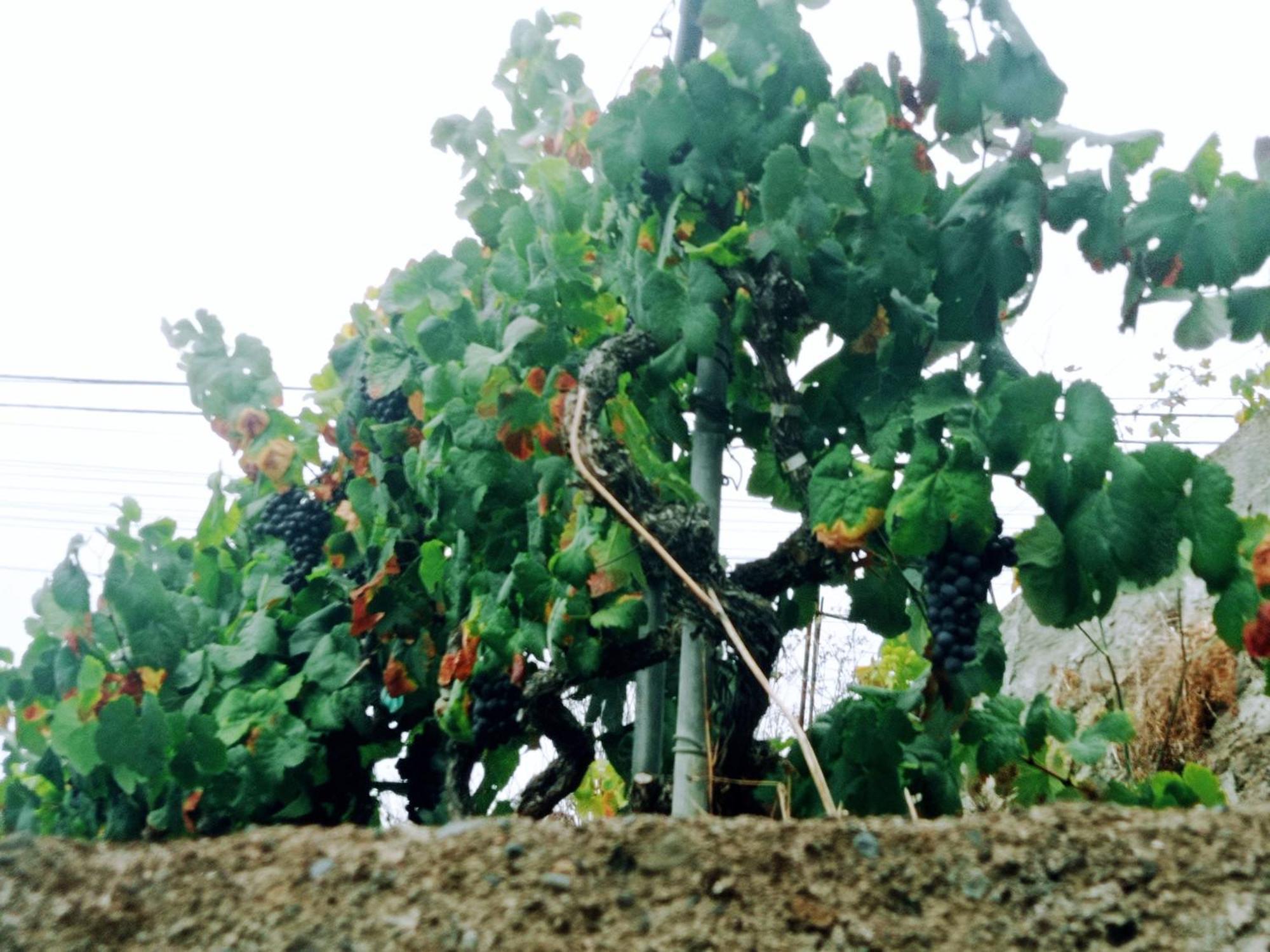 Live La Victoria Carril - Casa Acogedora Y Familiar Con Terraza Completa Villa La Victoria de Acentejo Ngoại thất bức ảnh